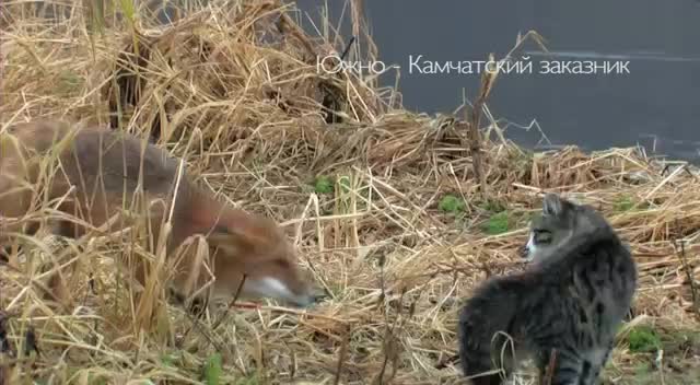 Южно-Камчатский кот и лиса. Знакомство.