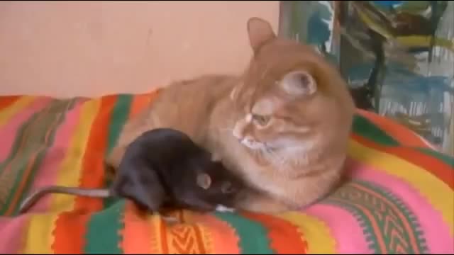 Неправильный кот