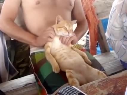 cat massage