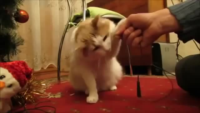 Суровый челябинский кот-электрик)))