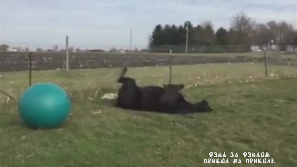 Коню дали мячик