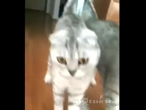 Фух! Это всего лишь я!