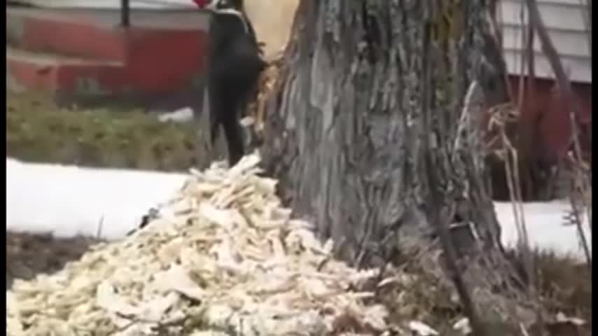 Дятел психанул