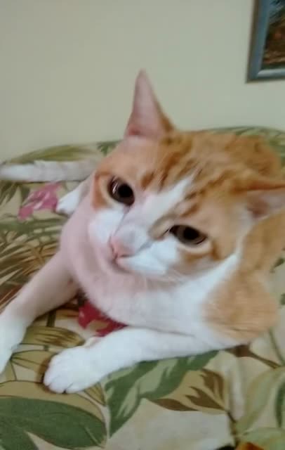 O Gato que Canta