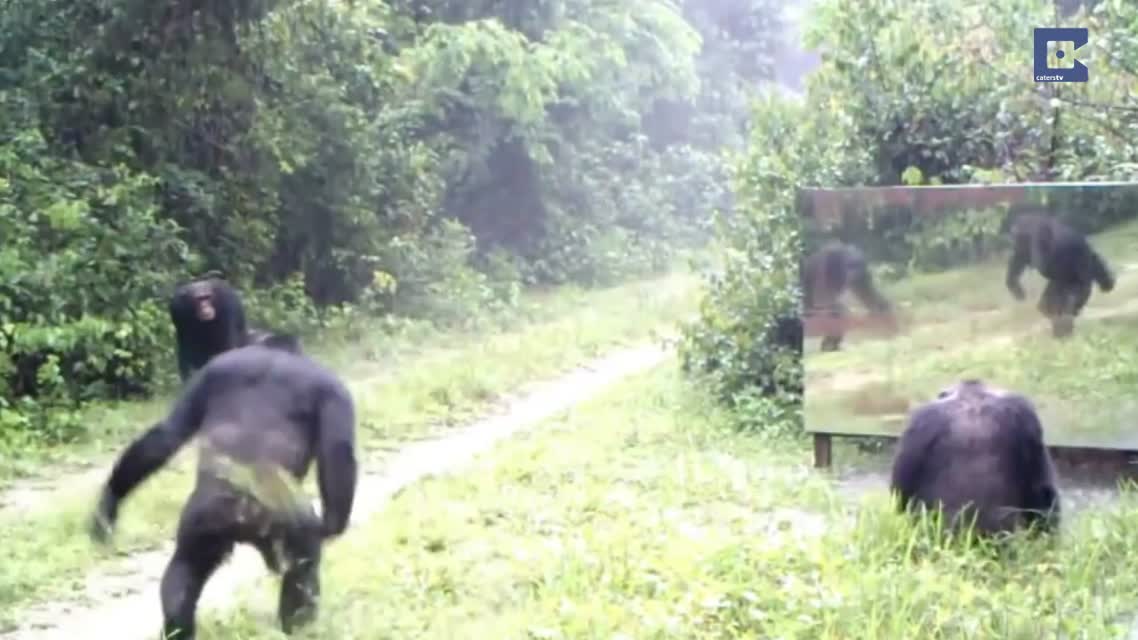 Animals in Mirrors Hilarious Reactions