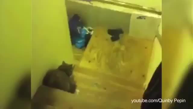 Коты не дают пройти собакам (2015)  Funny cats compilation
