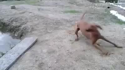 Собака изводыдоставака