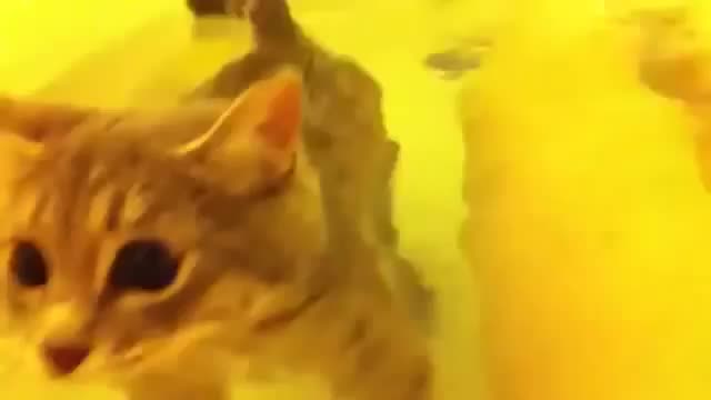 Ему не объяснили, что он кот