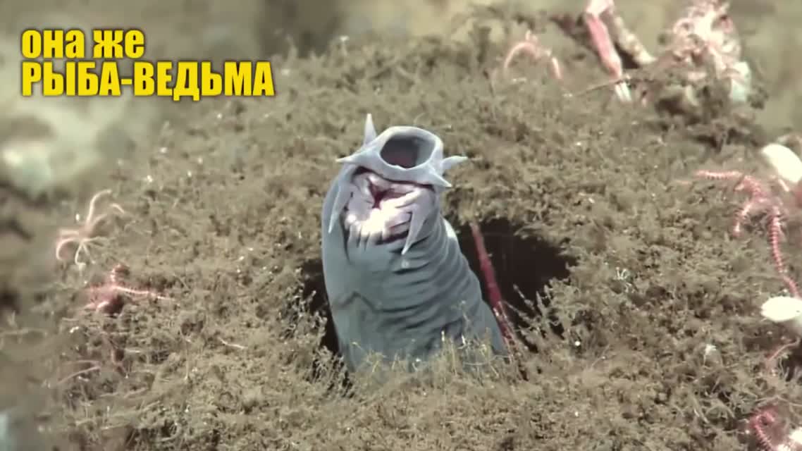 7 реально существующих монстров