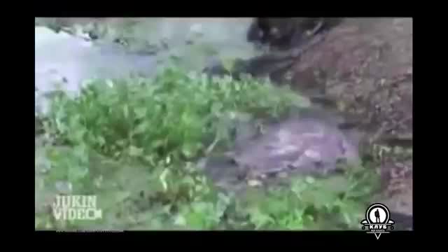 Страшнее кошки зверя нет