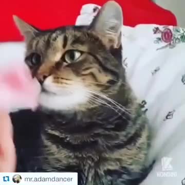 Ужас в глазах кота