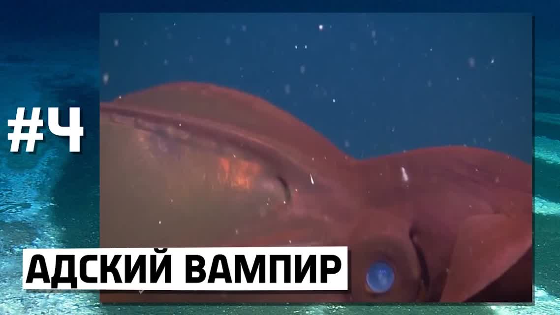 10 НЕОБЫЧНЫХ ПОДВОДНЫХ СУЩЕСТВ
