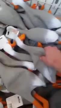 Резиновые утки в супермаркете