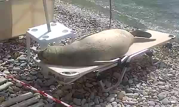 Морской лев на отдыхе :)
