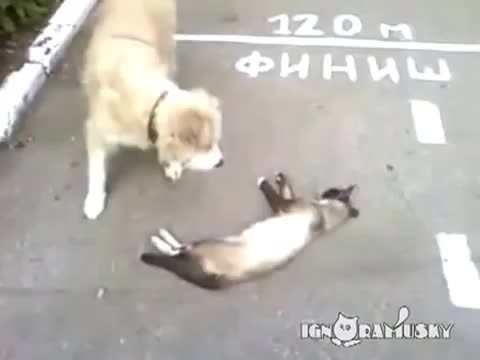 Как кот обманул собаку