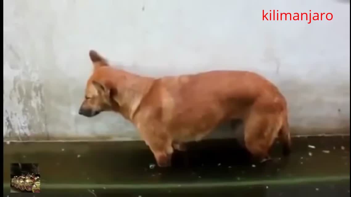 Best Fails of the Week 31 Funny Video August 2015