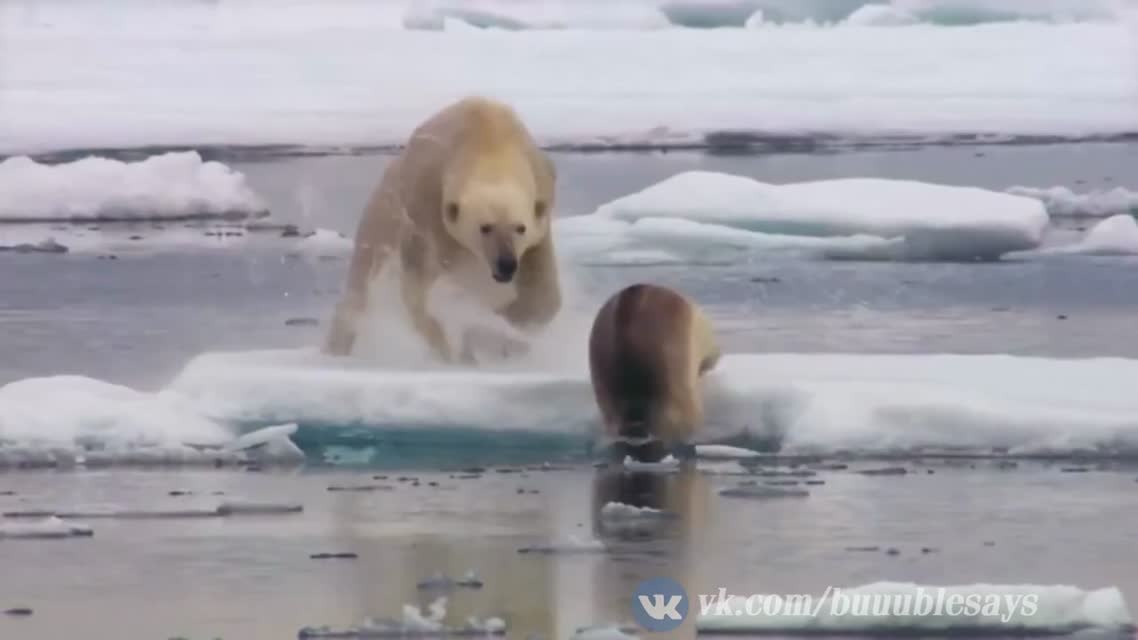 Лучшие Приколы в Coub #95 На это можно смотреть вечно