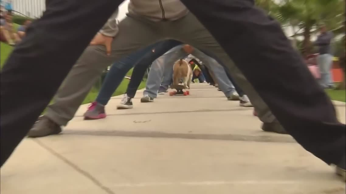 Otto the skateboarding bulldog - Guinness World Records