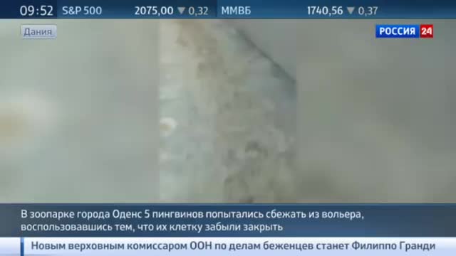 Улыбаемся и машем дерзкий побег пингвинов из датского зоопарка