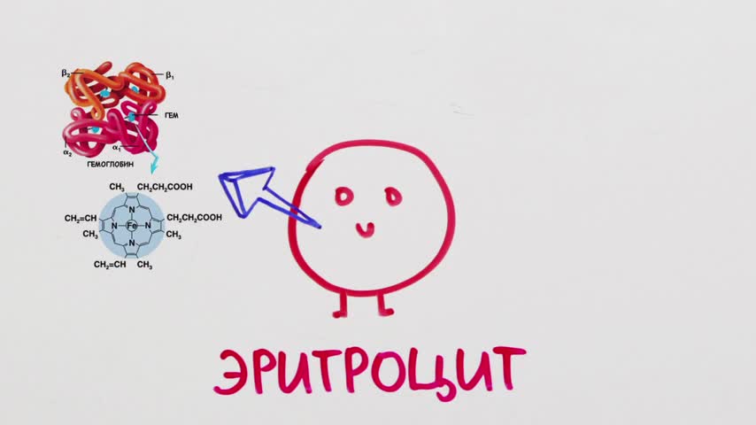 НАУЧПОК - Чем отличаются группы крови