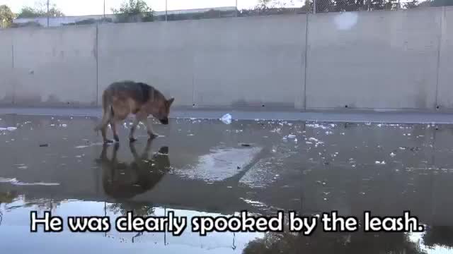 Собаки всегда верят людям
