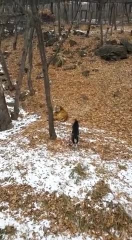 Осторожный тигр Амур и бесстрашный козёл Тимур