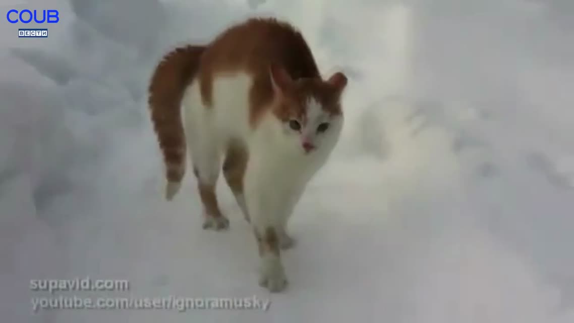 Coub Вести - Праздник к нам приходит