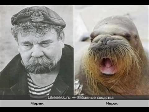 Забавные сходства знаменитостей