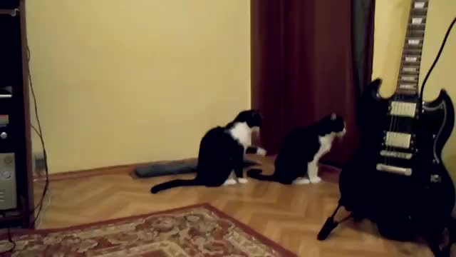 Кошка просит прощения.