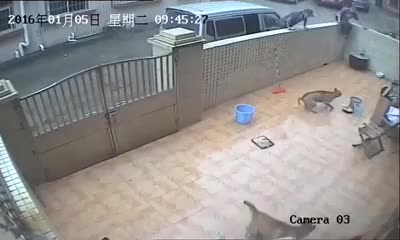 Украли собак
