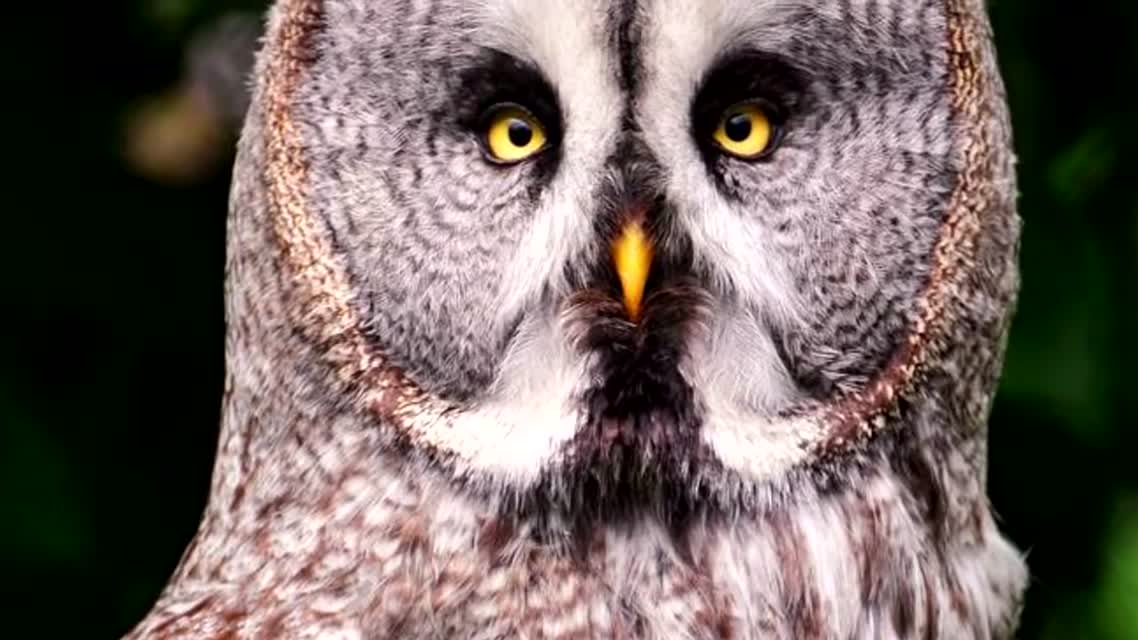20 НЕВЕРОЯТНЫХ ЖИВОТНЫХ С СЕКРЕТНЫМИ СПОСОБНОСТЯМИ