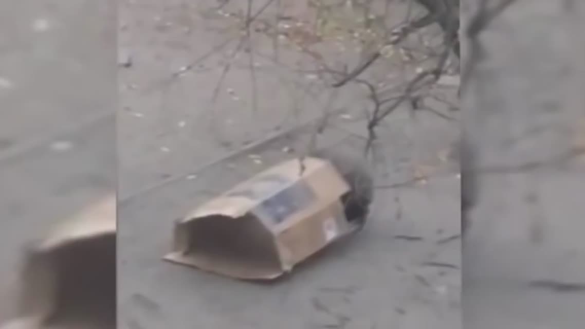 COUB Самые популярные приколы - Ukraine collection of funny - Самый свежак -30