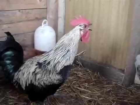 Death Metal Rooster :)