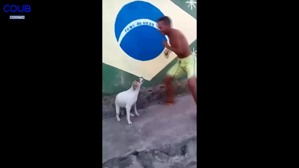 Coub Вести  Лучшее в Coub [ПРИКОЛЫ] Напугали кота