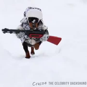 собака-охотник
