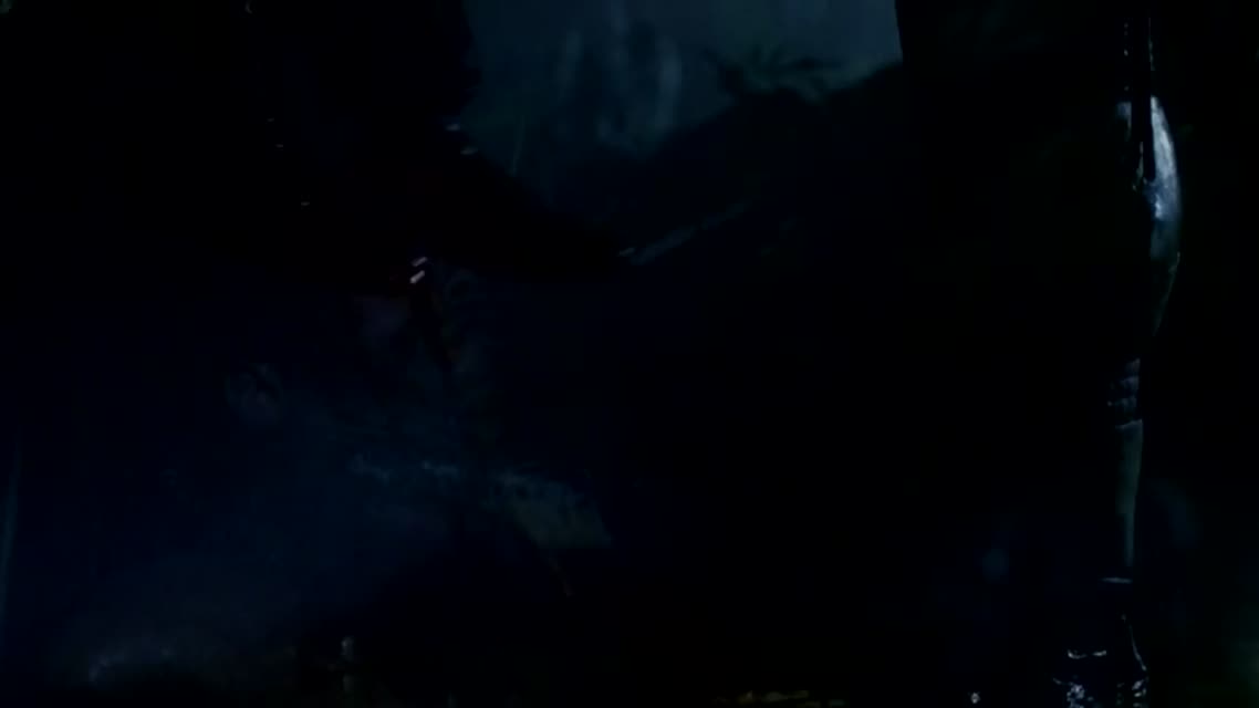 Хищники и их биология  Predators