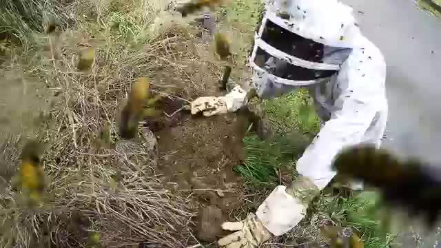 Выковыривание осиного улья. Новая Зеландия
