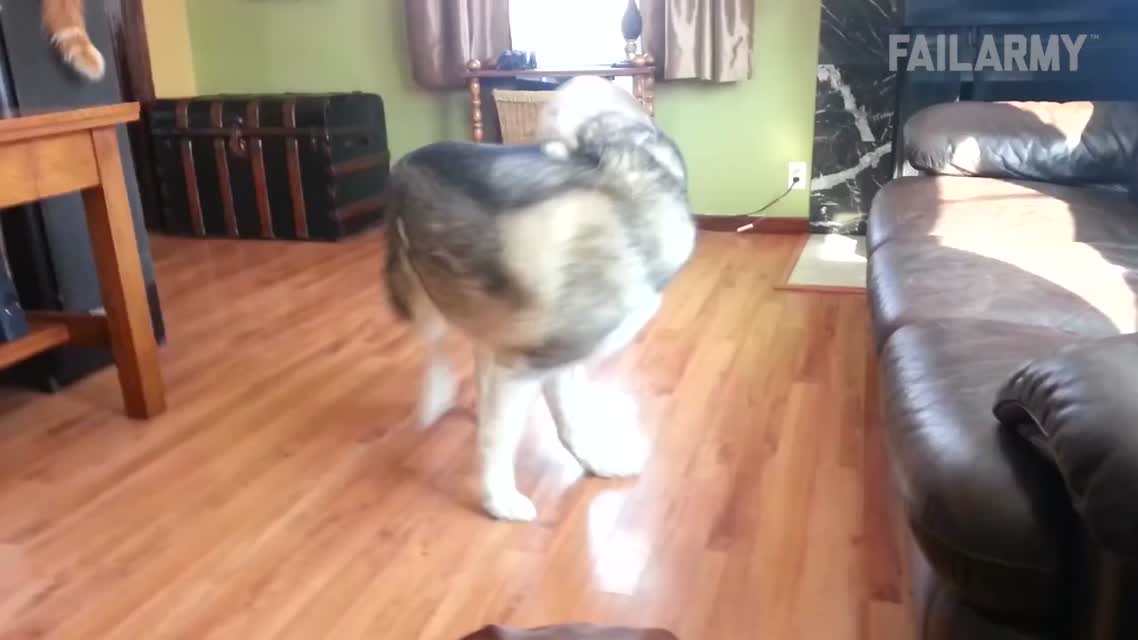 FailArmy Presents- Funny Pet Fails by The Pet Collective