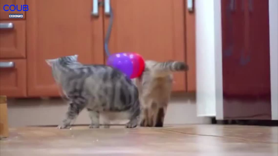 Coub Вести Музыка