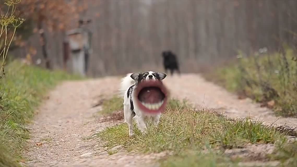 WOOF