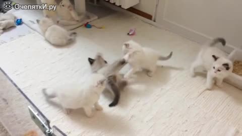 Замес котяток