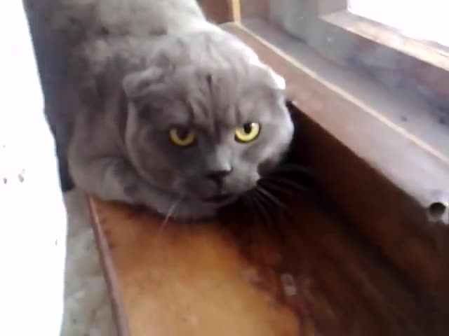 Самый злой кот в мире