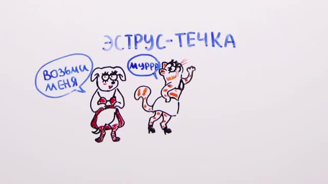 Зачем женщинам нужны месячные — Научпок
