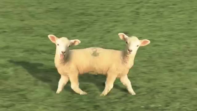 Baaa