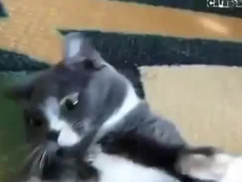 Злой,толстый котэ ))))