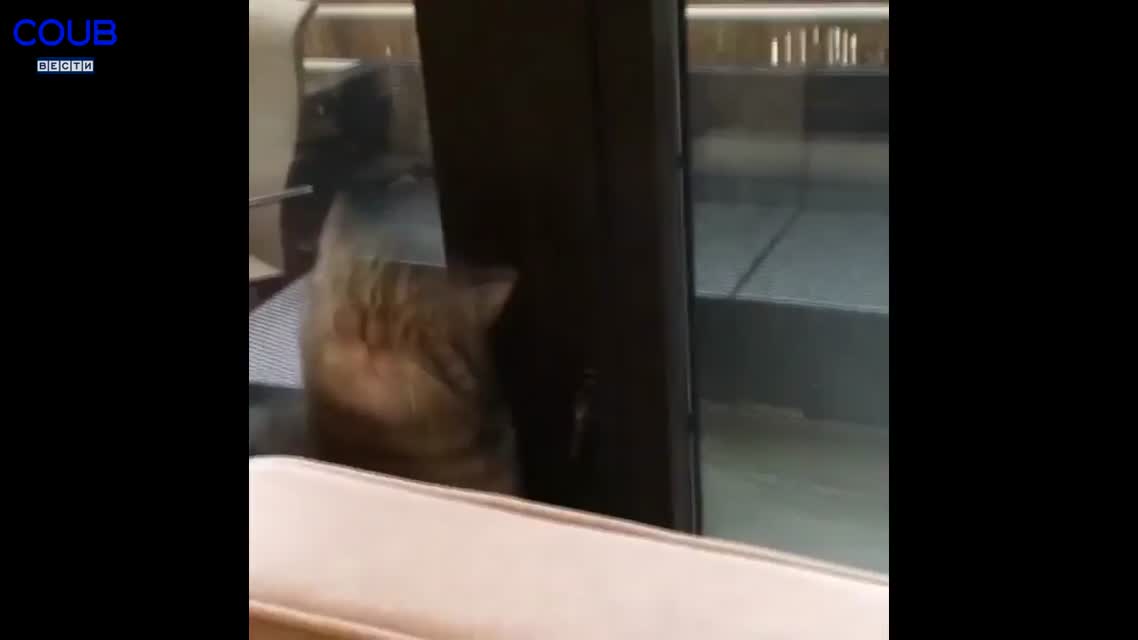 Coub Вести Будильник
