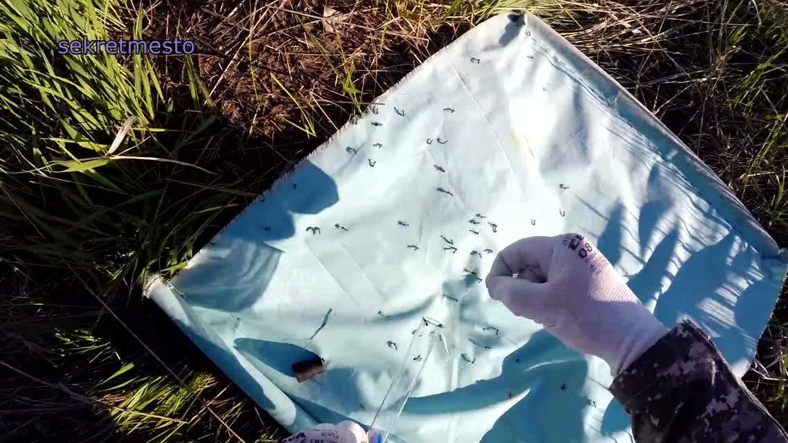 Загадочная и зверская битва муравьев с клещами