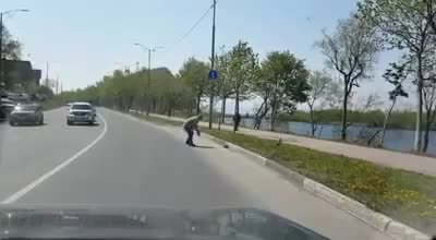 Утка с утятами остановила движение в центре Петропавловска