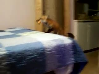 Домашний лис