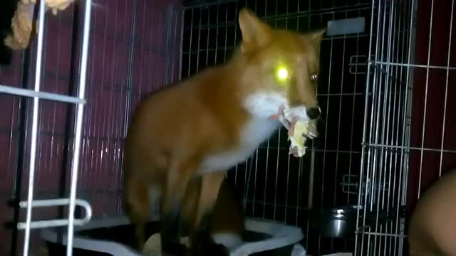 Жадный лис